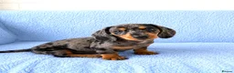 Miniature Dachshund dogs for sale: 5★ LICENSED BREEDER • KC REG BOYS READY NOW  - Advert 10