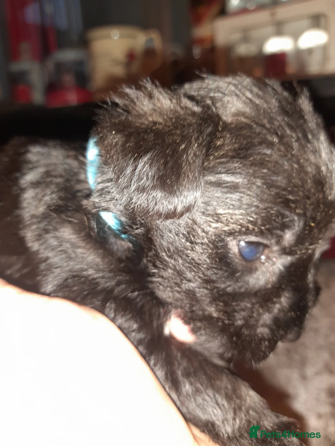 Mixed Breed dogs for sale: Snorkie pups - Advert 25