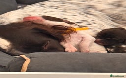 English Springer Spaniel dogs for sale: Springer Spaniel Boy - Image 9