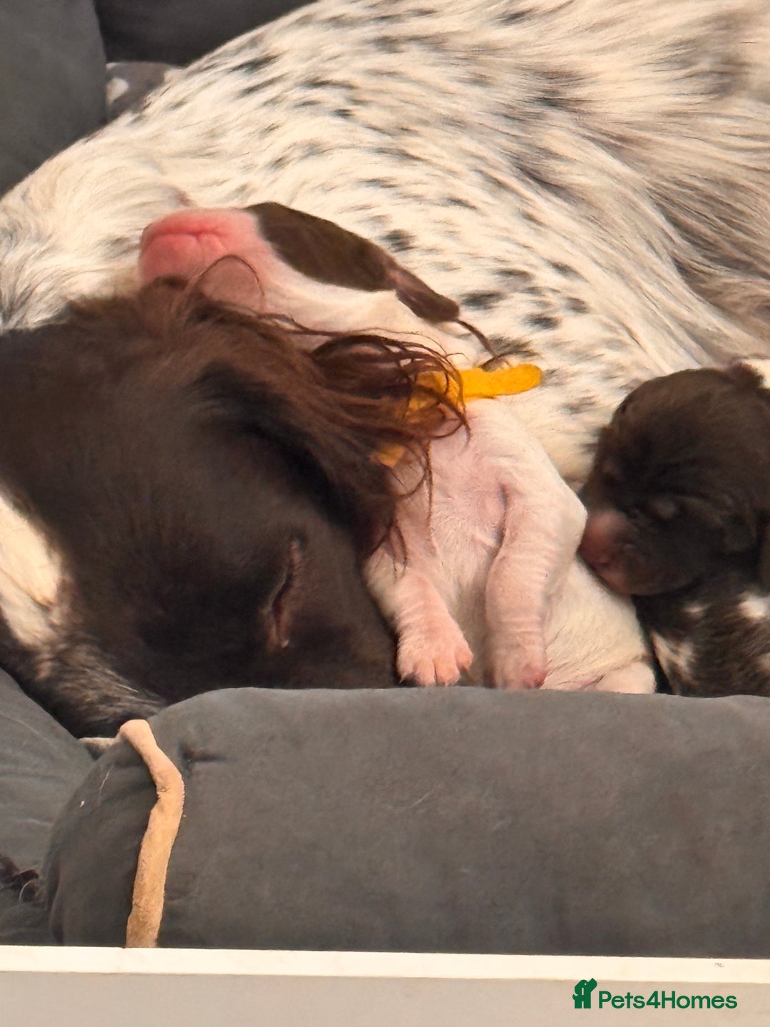 English Springer Spaniel dogs for sale: Springer Spaniel Boy - Image 9