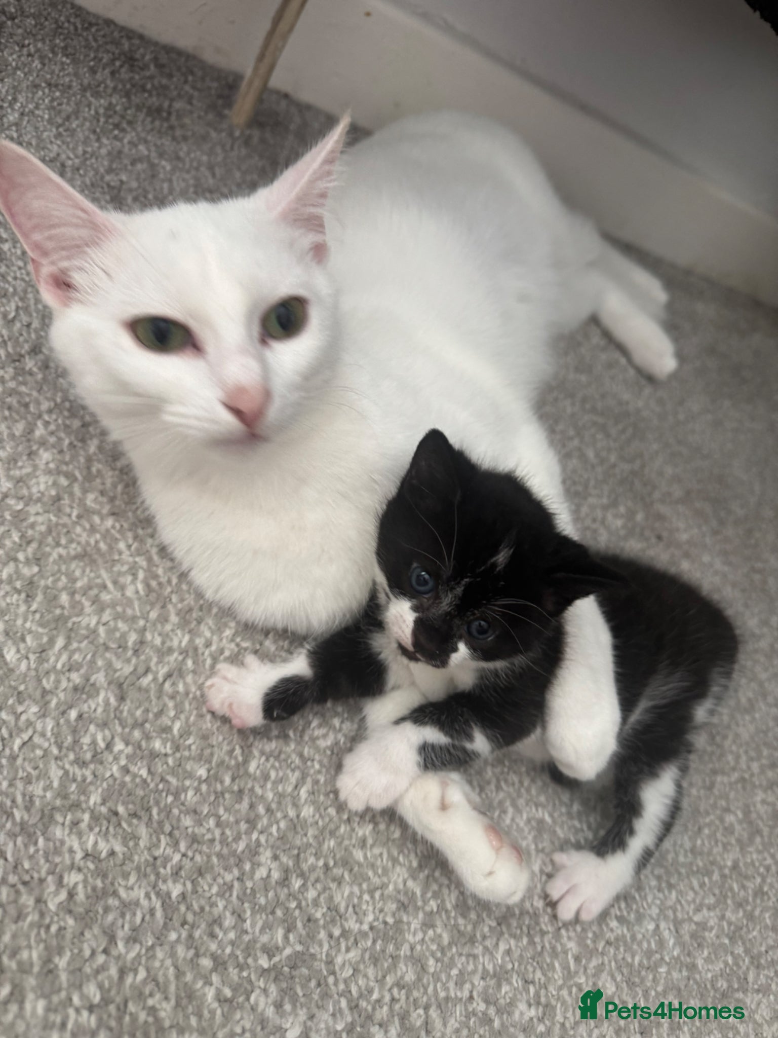 Mixed Breed cats Kittens for sale 4 weeks to go! - Advert 13