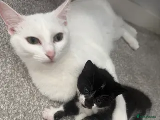 Mixed Breed cats Kittens for sale 4 weeks to go! - Advert 13