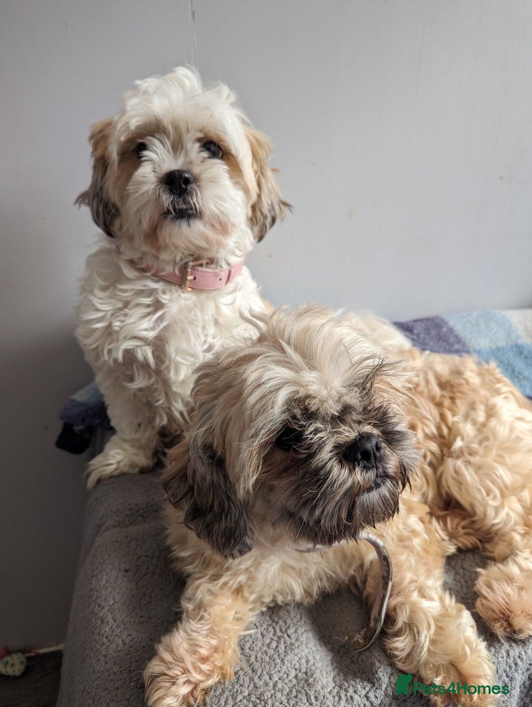 Zuchon dogs for sale: Loving, Permanent Home Wanted for Melody & Eclipse - Advert 3