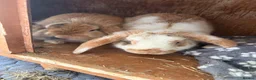 Lionhead rabbits for sale: 2 male lion head rabbits  - Advert 2