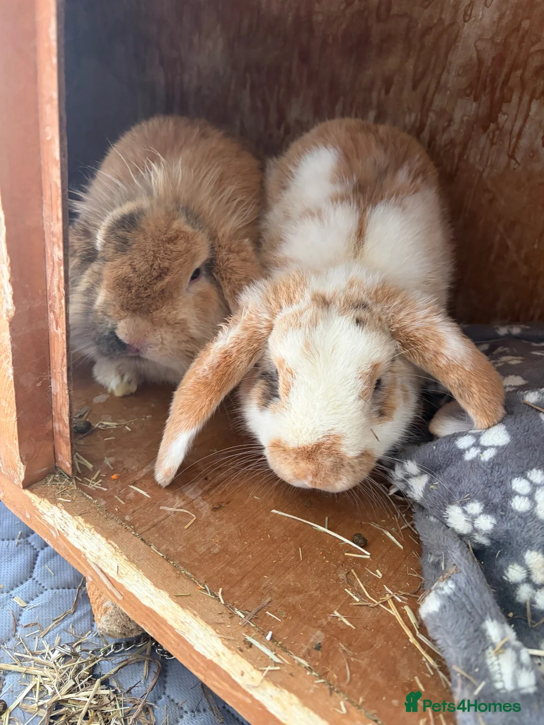 Lionhead rabbits for sale: 2 male lion head rabbits  - Advert 2