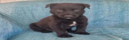 Belgian Shepherd Dog dogs for sale: Belgian malinois puppies KNVP working lines - Advert 21