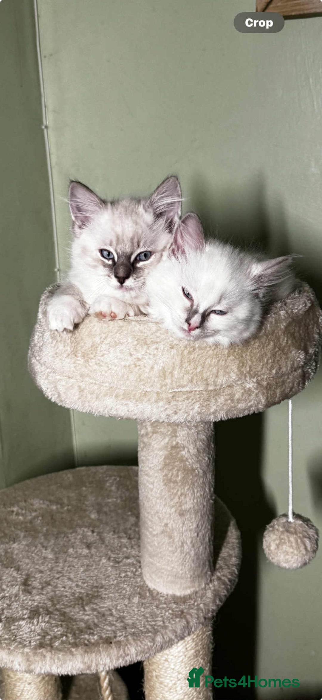 Ragdoll cats for sale: Adorable ragdoll kittens - Image 31