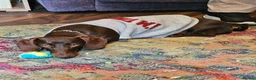 Miniature Dachshund dogs for sale: Sweet big brown female  - Advert 9