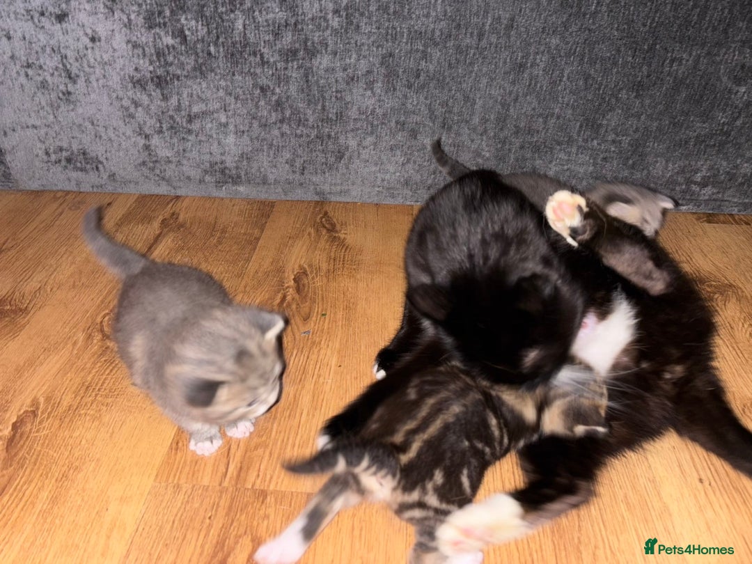 Mixed Breed cats for sale: 2 Grey (blue) and one darker tabby kittens  - Advert 12