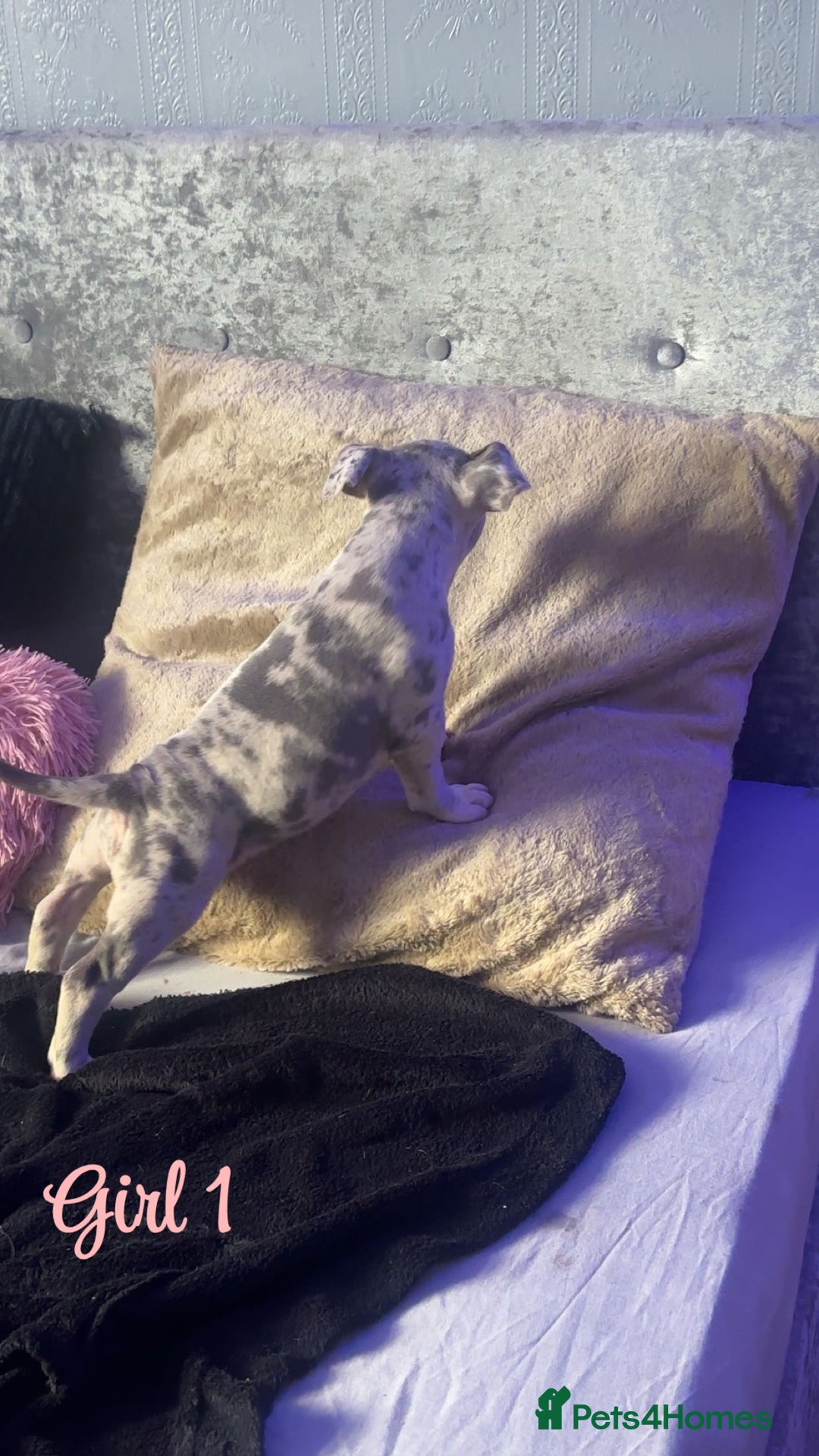 American Bully dogs for sale: Stunning pocket bully pups for sale - Image 4
