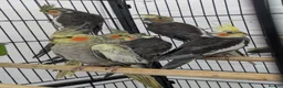 Cockatiels birds for sale: Friendly cockatiels baby boys and girls  - Advert 1