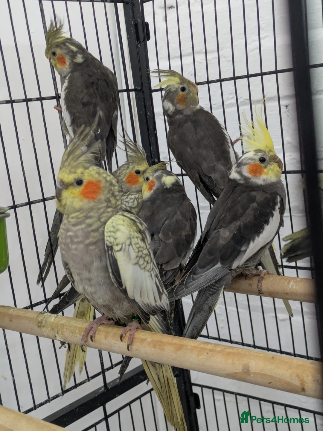 Cockatiels birds for sale: Friendly cockatiels baby boys and girls  - Advert 1