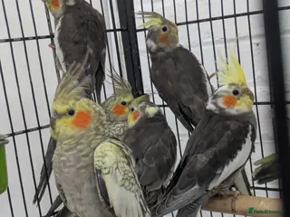 Cockatiels birds for sale: Friendly cockatiels baby boys and girls - Advert 1