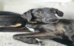 Mixed Breed dogs for adoption: 🐾Java sweet girl needs her forever home 🐾❤️ - Image 12
