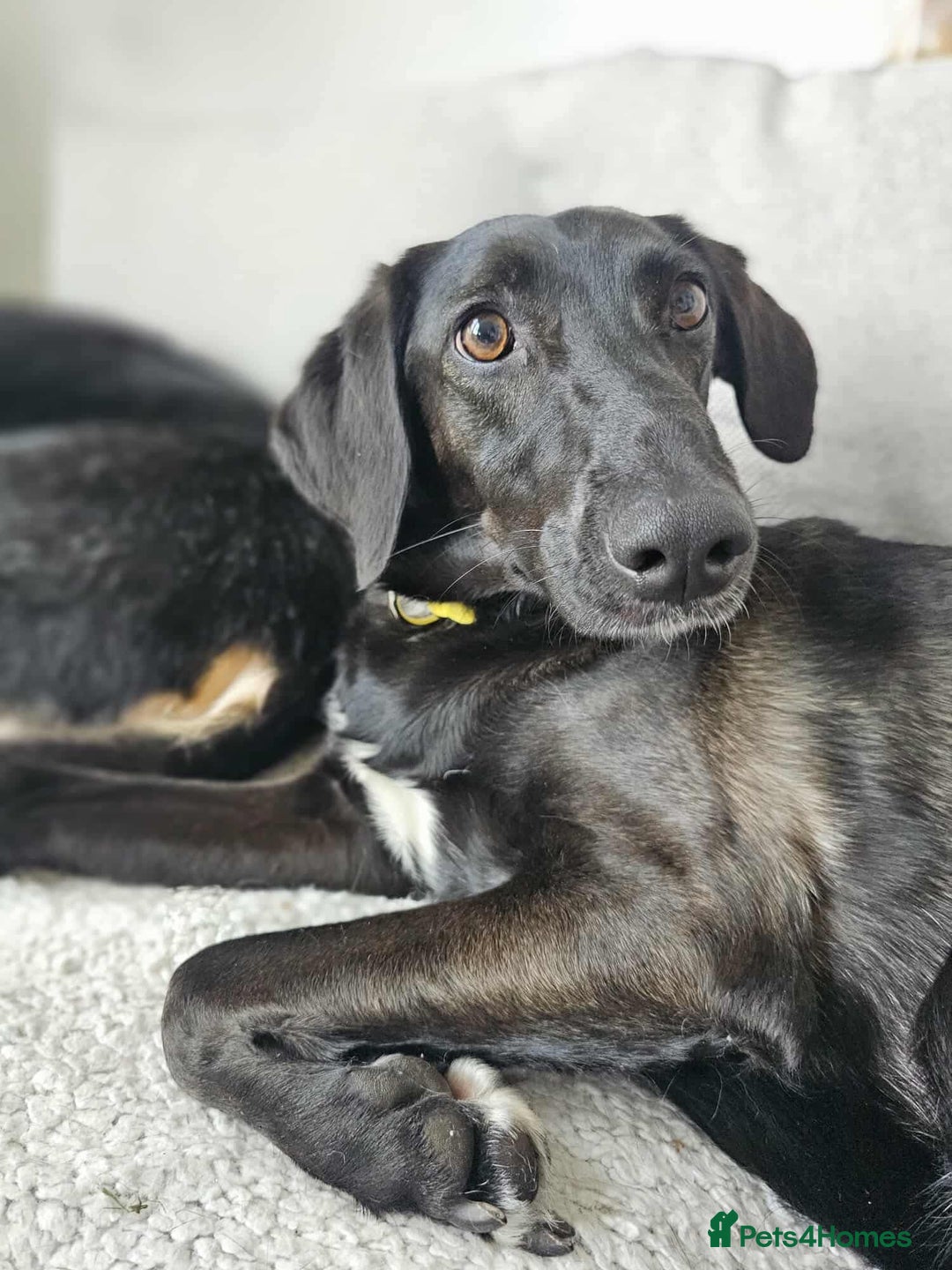 Mixed Breed dogs for adoption: 🐾Java sweet girl needs her forever home 🐾❤️ - Image 12