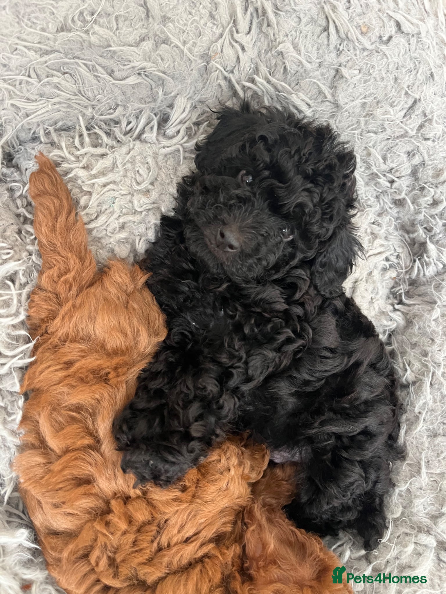 Cavapoo dogs Merlesque F1 10 week old trained puppies - Advert 17