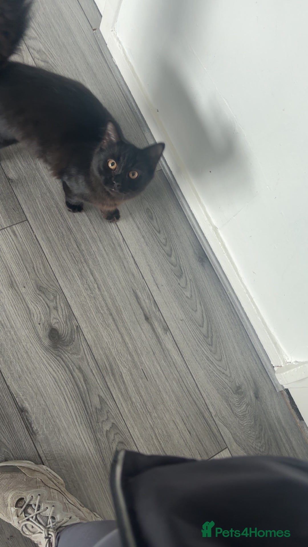 Mixed Breed cats for sale: Brother and sister cats  - Advert 7