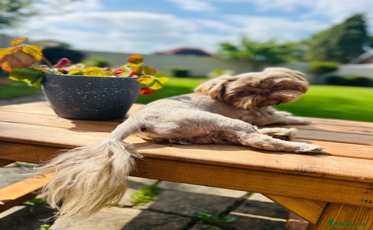 Shih Tzu dogs in Crewe - Advert 2