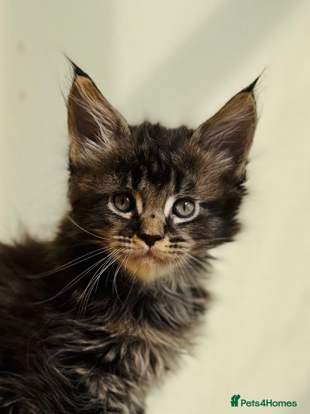 Maine Coon cats for sale: Beautiful pure bred Maine Coon kittens - Image 12