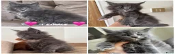 Maine Coon cats for sale: Maine coon TICA reg - Advert 5