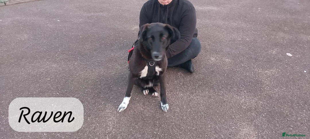 Mixed Breed dogs for adoption: Raven, 1.5 yrs approx. Is ADOPTED - Advert 15