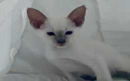 Siamese cats for sale:  Lilac point boy  - Image 2
