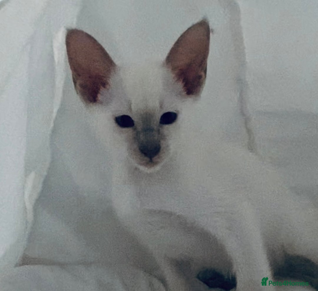 Siamese cats for sale:  Lilac point boy  - Image 2