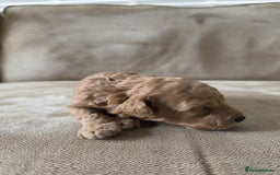 Toy Poodle dogs for sale: KC Tiny Perfect phantom poodles + colours  - Image 7