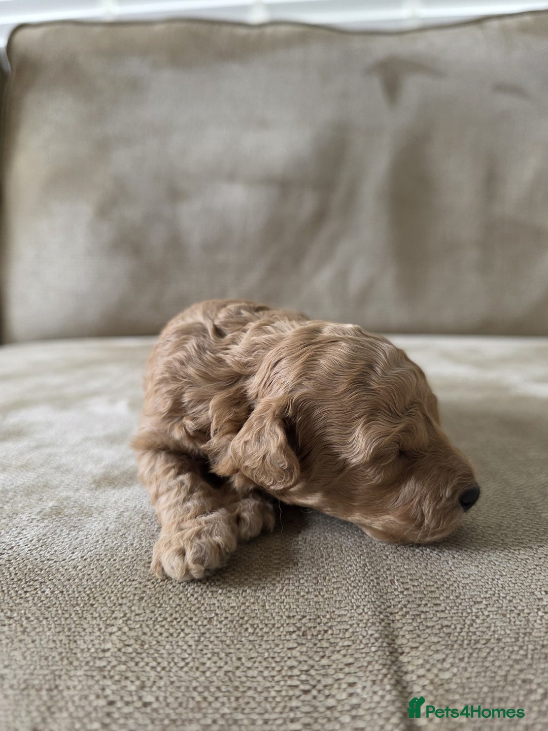 Toy Poodle dogs for sale: KC Tiny Perfect phantom poodles + colours  - Image 7