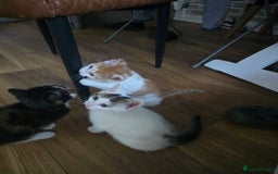 Mixed Breed cats for sale: 4 boys and 2 girls Family-Raised, Well-Socialised  - Image 12