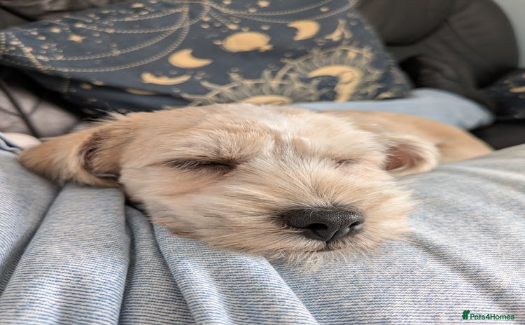 Shorkie dogs - Advert 3