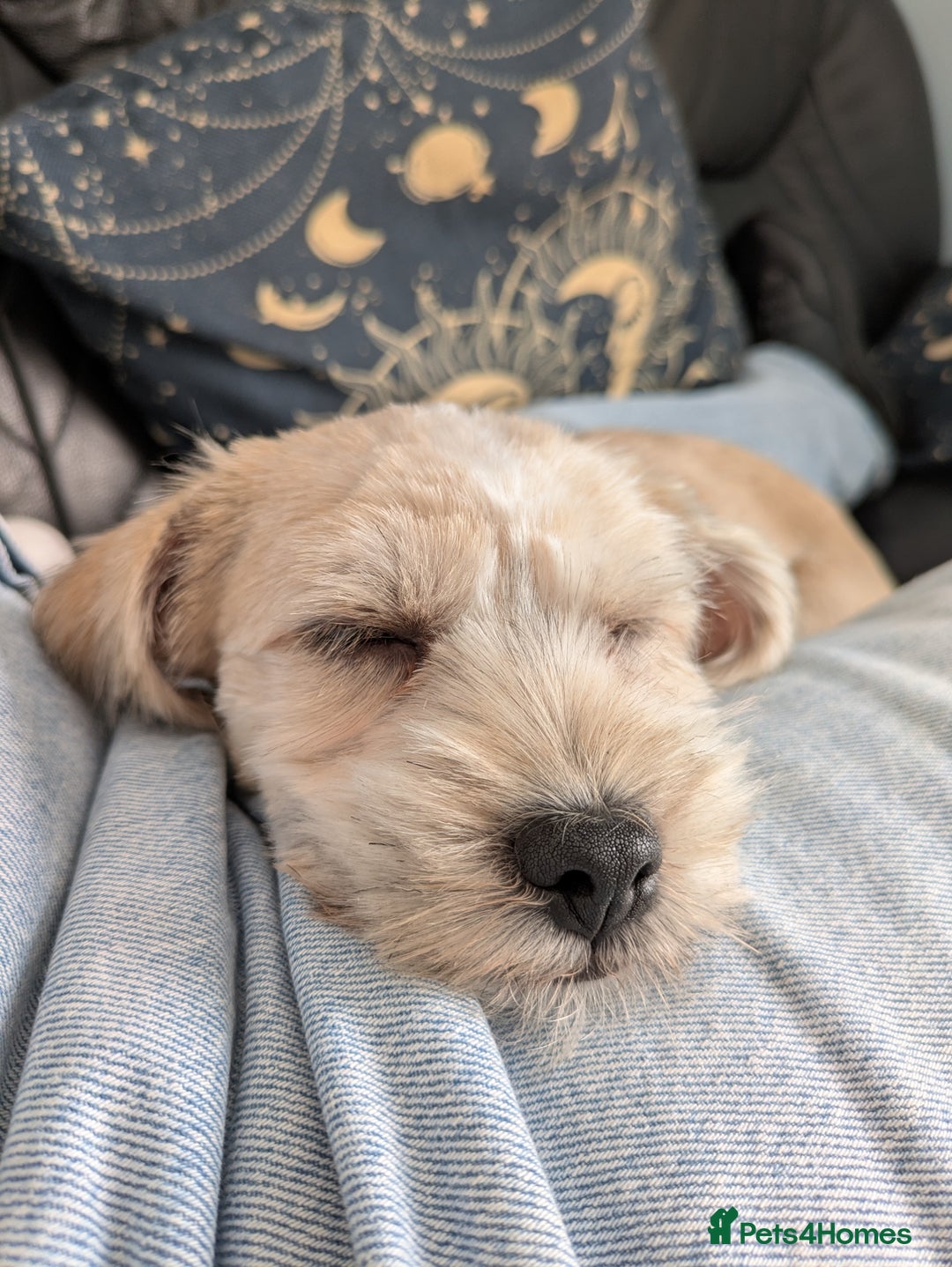 Shorkie dogs for sale: Shorkie Girl Looking For Her New Adventure - Image 1