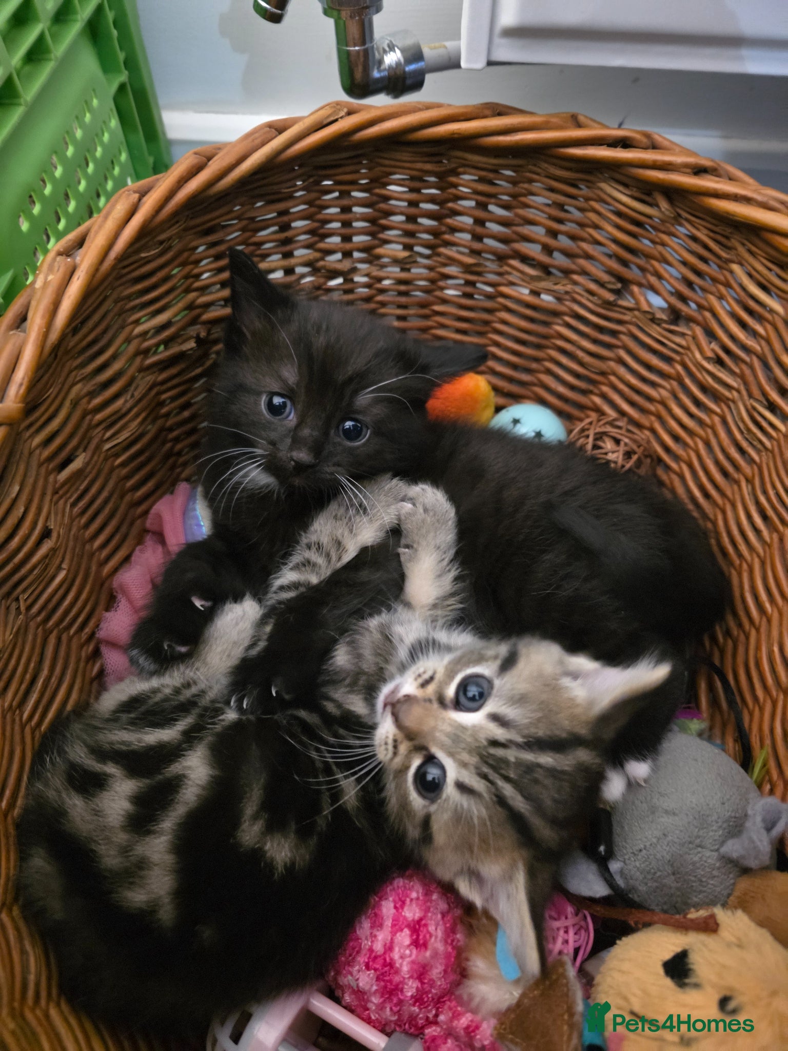 Mixed Breed cats Beautiful Kittens  - Advert 1