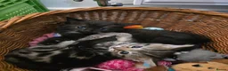 Mixed Breed cats for sale: Beautiful Kittens  in Lichfield - Advert 1