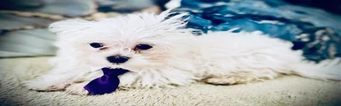 Neptune (reserved)