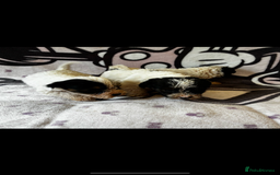 Jack Russell dogs for sale: Jack russel - Image 5