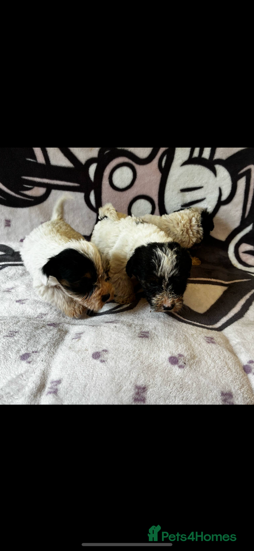 Jack Russell dogs for sale: Jack russel - Image 5