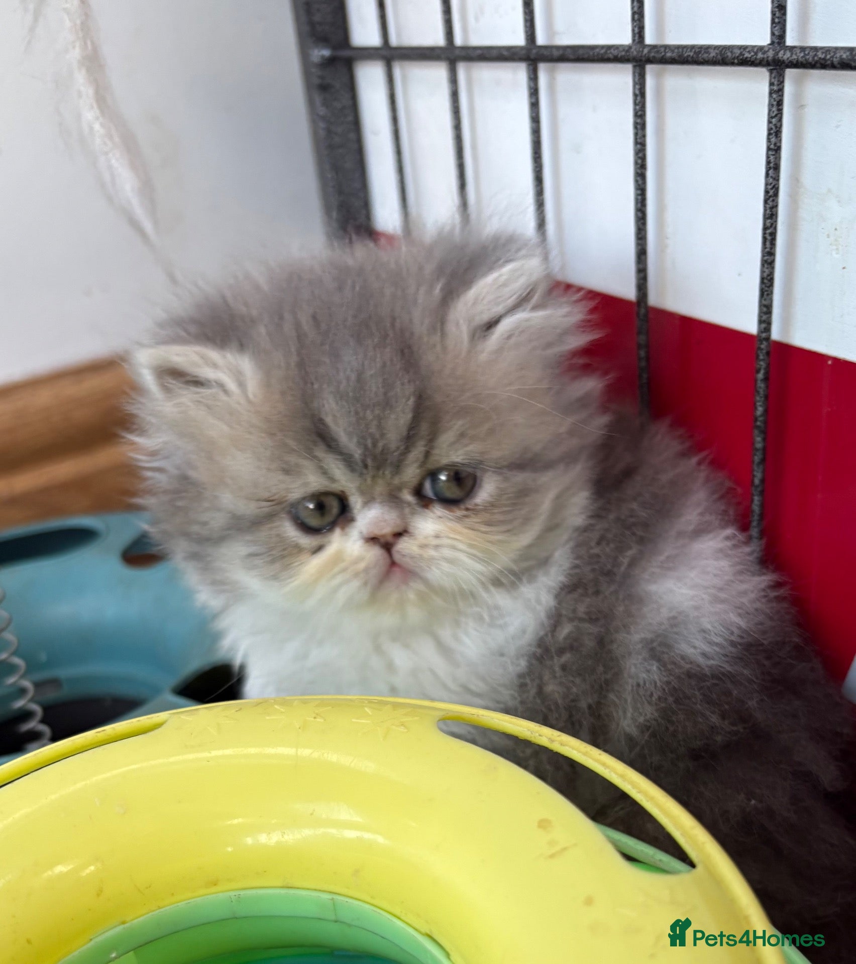 Exotic cats 2 Exotic kittens both fluffy male and female  - Advert 1