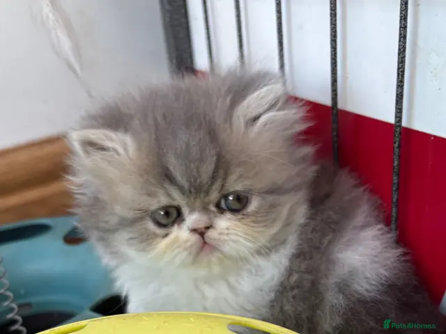 Exotic cats for sale: 2 Exotic kittens both fluffy male and female - Advert 2