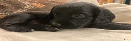 Sprocker dogs for sale: 8 beautiful healthy friendly little Sprocker pups - Advert 5