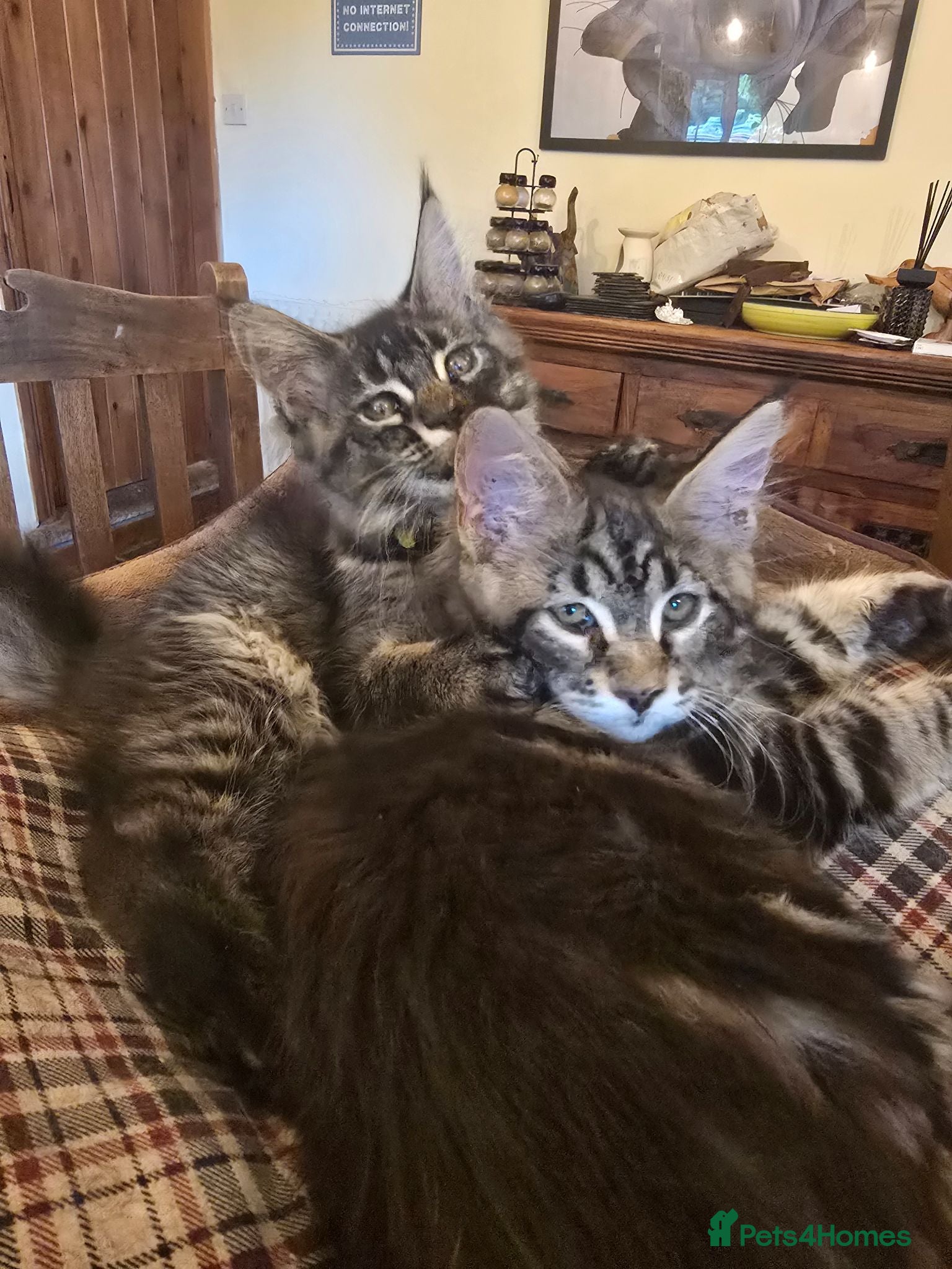 Maine Coon cats Big Strong Maine Coon Kittens - Advert 11