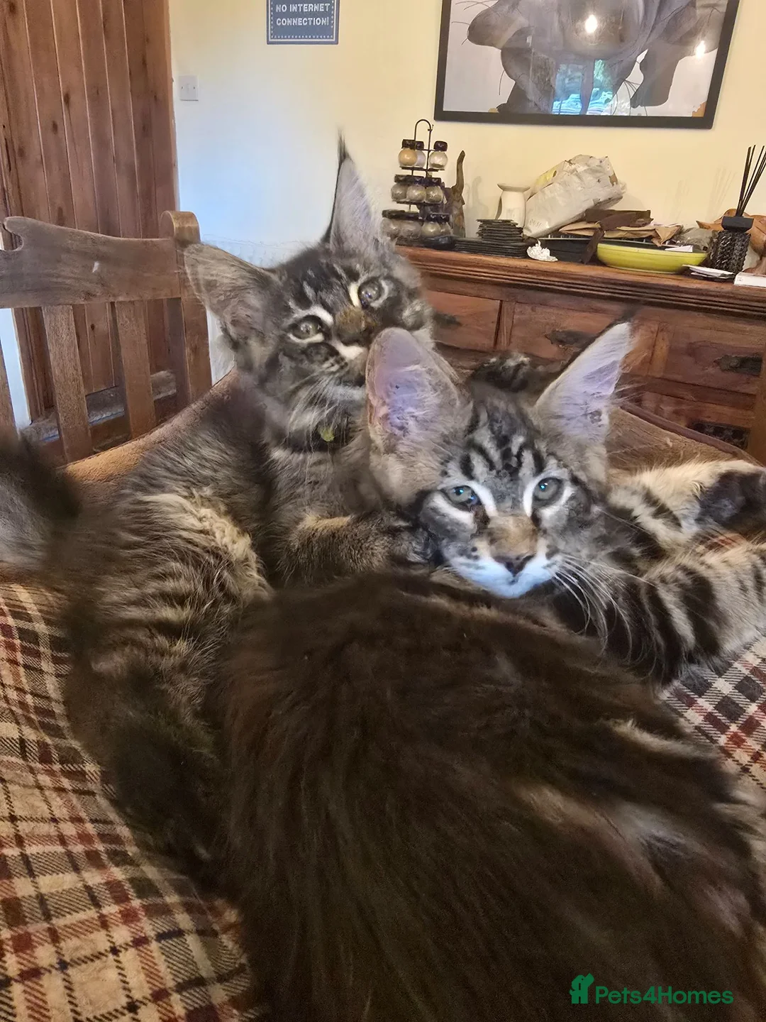 Maine Coon cats for sale: Big Strong Maine Coon Kittens - Advert 1