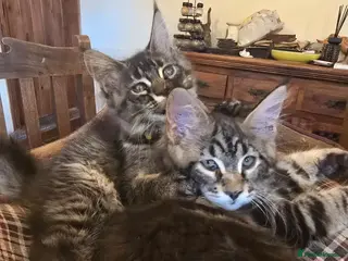 Maine Coon cats Big Strong Maine Coon Kittens - Advert 11