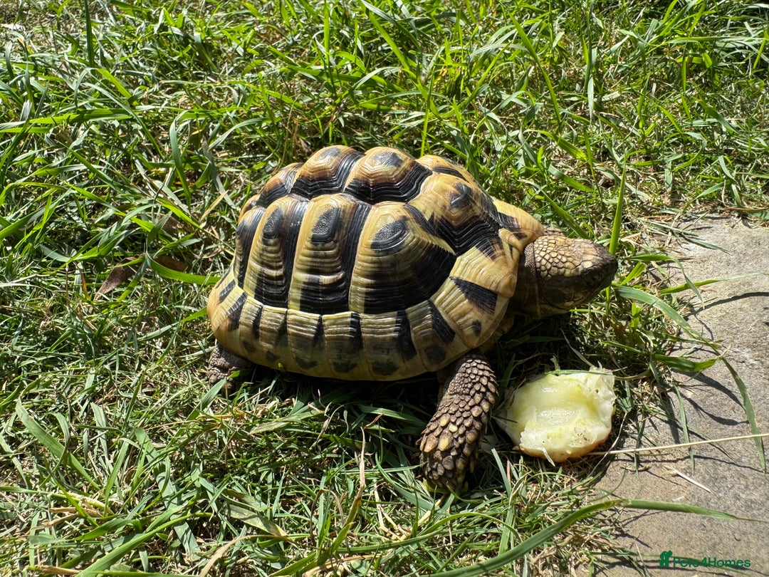 Hermann Tortoise reptiles for sale: Hermanns Tortoises 2016-2018 - Image 5