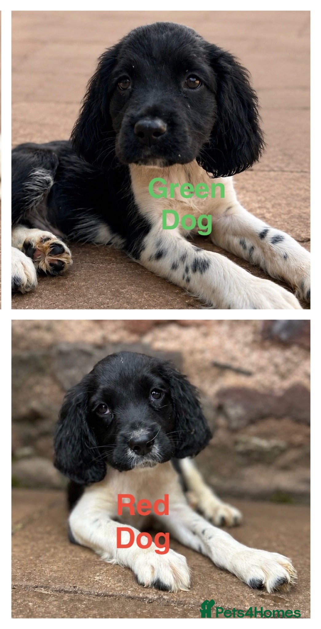 English Springer Spaniel dogs READY from 17th July KC ESS heavily coloured pups  - Advert 6
