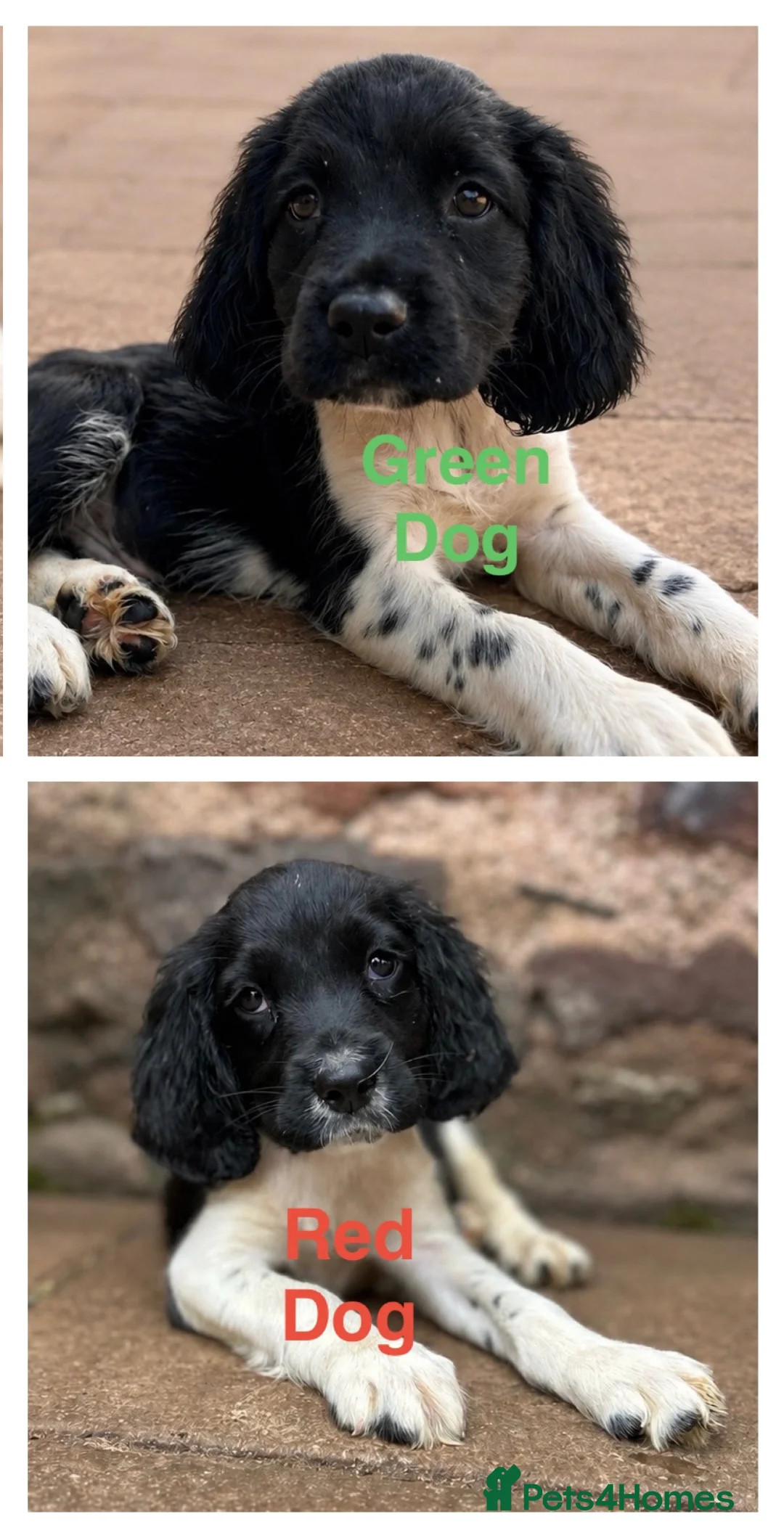 English Springer Spaniel dogs for sale: READY from 17th July KC ESS heavily coloured pups  - Advert 1