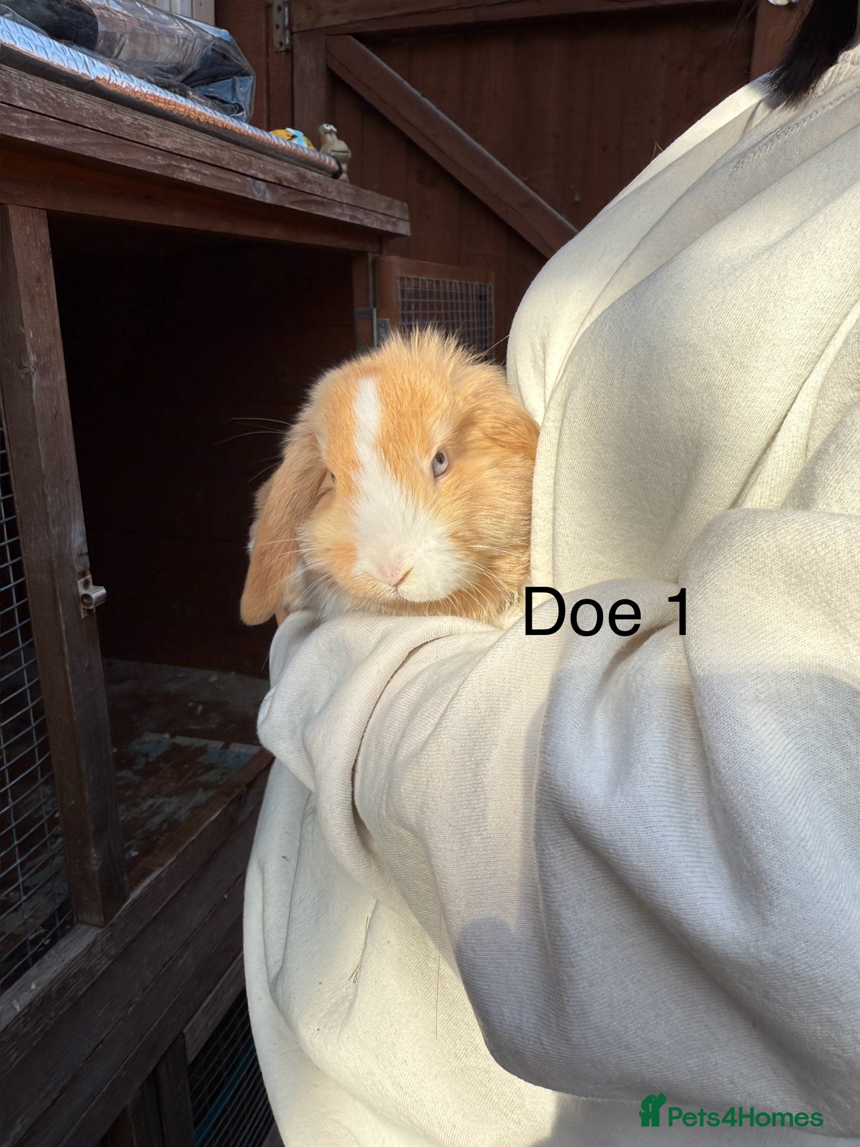 Mini Lop rabbits Beautiful purebred mini lops - Advert 1