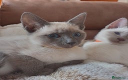 Siamese cats for sale: Beautiful litter of Simease - Image 10