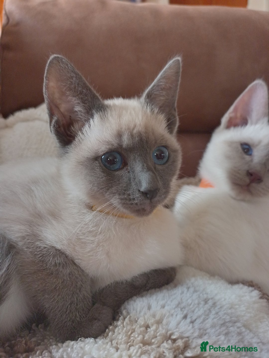 Siamese cats for sale: Beautiful litter of Simease - Image 10