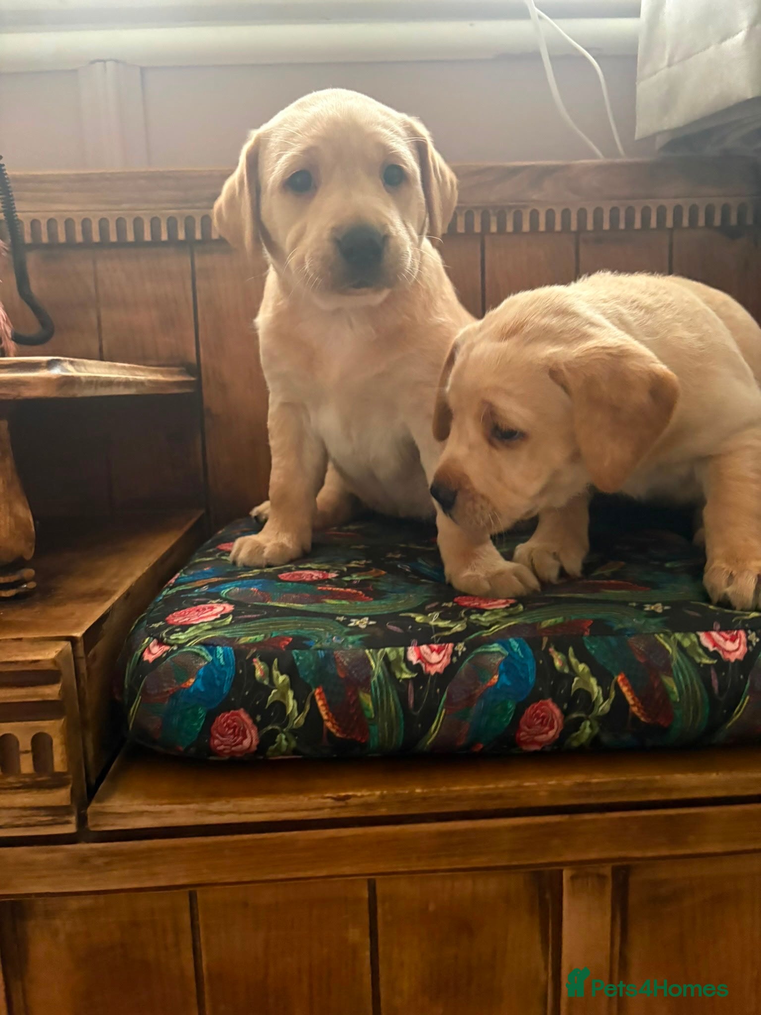 Labrador Retriever dogs for sale: Kc Labrador puppies - Advert 7